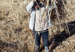 Sultan Sazlığı'ndaki kamışlar, göl buz tutmayınca hasat edilemedi