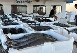 Tekirdağlı balıkçılar, 30 ton torik avladı