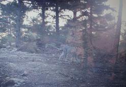 Mersin'de fotokapana vaşak yakalandı