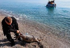 Antalya'nın Konyaaltı sahili açıklarında ölü yavru Akdeniz foku bulundu