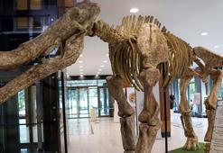 Kayseri'de bulunan 7,5 milyon yıllık fosillerden 1000'e yakını sergilenecek