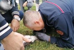 İtfaiye erinin suni teneffüs yaptığı martı kurtarılamadı