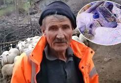 Ağıla girip koyunlara işkence yaptı; o anlar kamerada