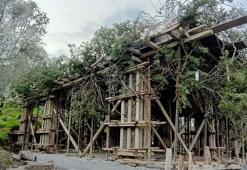 Bodrum'da ağaç dallarıyla gizlenmiş kaçak yapıya yasal işlem