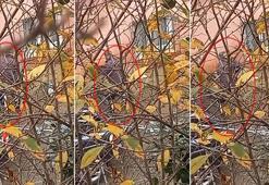 Beykoz'da balta ile köpeğe işkence eden cani gözaltına alındı