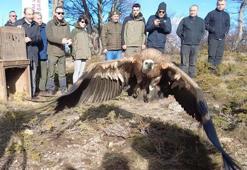 Tarlada bitkin bulunan 'kızıl akbaba' tedavisinin ardından Uludağ'da doğaya salındı