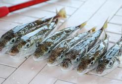 Prof. Dr. Aydın: Balon balığının 1 miligram zehri bile 70 kiloluk birini öldürebilir