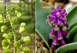 Konya'da yeni bitki türü tespit edildi