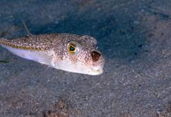 Sıcaklık artınca balon balığı da rota değiştirdi