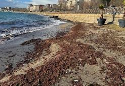 Tekirdağ'da sahil yosunla kaplandı