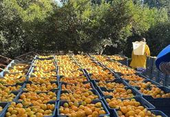 'Bodrum mandalinası bahçede 5, İstanbul'da 50 liradan satılıyor'