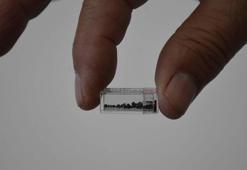 Yassıtepe Höyüğü'nde 5 bin yıllık incir çekirdekleri