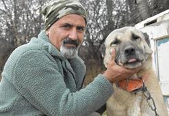 Mevsimler kaydı, Kangallar kışlıklarına bürünemedi