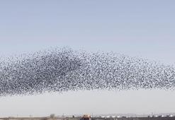 Diyarbakır’da sığırcık kuşlarının dansı kamerada