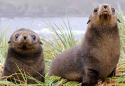 Antarktika’daki foklarda ‘Kuş gribi’ ortaya çıktı