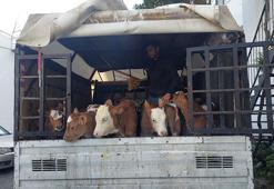 Alıcı gibi davranıp, 3 besiciyi gasbettiler: 7 gözaltı