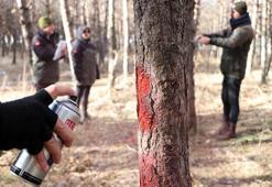 Bozkırın ortasındaki vahayı kök tembelliği kurutmuş