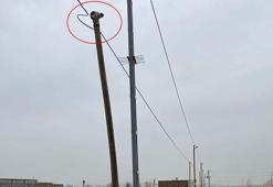 Köpekler kovalayınca çıktığı direkte mahsur kalan kediyi itfaiye kurtardı