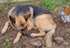 Kaybolduğu sanılan Alman kurdu ‘Poli’, ölen sahibinin mezarı başında bulundu