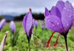 Safranbolu safranı coğrafi işaret aldı