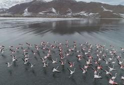 Van Gölü'nün 'allı turnalar'ı flamingolar göç etmedi