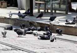 Meydanlarda beslenen güvercin ve kumrular, 'kuş gribi' tehlikesini artırıyor