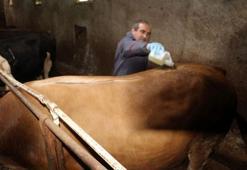 Tokat'ta şap hastalığı nedeniyle hayvan pazarları kapatıldı
