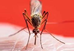 Sivrisinekler de kış uykusuna yatmadı