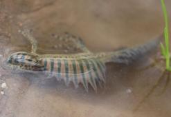 Bursa'da, sulama göletinde nesli tehlike altındaki Anadolu şeritli semenderi bulundu