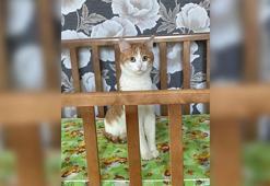 Rusya’da kondüktör, evcil kediyi ‘sokak kedisi’ sanarak trenden attı