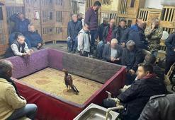 Horoz dövüşüne suçüstü; 80 hayvan kurtarıldı, 205 bin 600 TL ceza