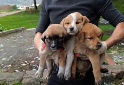 Gaziantep'te, 15 yavru köpek ağzı bağlanan çuvallara koyulup terk edildi