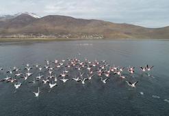 Van Gölü havzasındaki göçmen kuşlar, ekiplerin korumasında