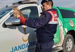 Jandarmanın bulduğu uçamayan peçeli baykuş, koruma altında