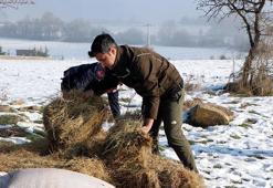 Karla kaplı yaylaya yılkı atları için yem bıraktılar