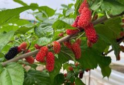 Erkenci karadutun tanesi 2,5 liradan alıcı buluyor