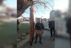 Meriç Nehri'nde 2 metre 30 santimlik yayın balığı yakaladı