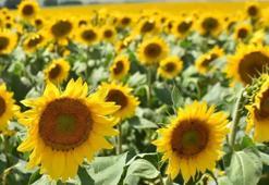 Ayçiçeği tohumu ve ham ayçiçek yağında gümrük vergisi oranları indirildi