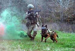 TSK'nın 'kahraman köpekleri', önce parkurda sonra arazide eğitiliyor