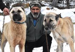 Sivas eksi 16 dereceyi gördü; Kangallar geciken kışlıklarını giydi