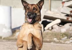 DAK Taburu'nun özel köpekleri, enkazda 10 metre derinlikte canlı bulabiliyor