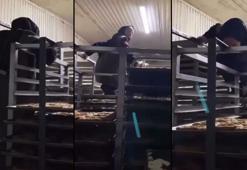 Tezgahtar, çizmeleriyle kurabiye tepsilerinin takılı olduğu rafların üzerinde dolaştı