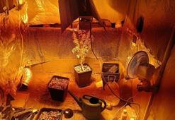 Evine skunk bitkisi yetiştirmek için iklimlendirme sistemi kurmuş