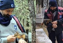 Mezarlık işçisinin sincaplarla bağı hayrete düşürüyor