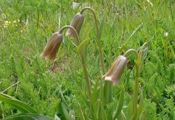 Mersin'de keşfedilen 'ters lale', korumaya alınacak