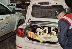 Otomobilde 6 kuğu ele geçirildi, 3 kişiye 170 bin lira ceza kesildi