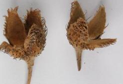 Türkiye'nin 3'üncü kayın ağacı türü, Bolu'da keşfedildi