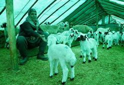 Göçerlerin ağıllardaki ‘doğum nöbeti' başladı