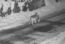 Yerleşim yerine inen kurt, sokak köpeğini parçladı