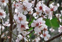 Antalya'da badem ağaçları çiçek açtı